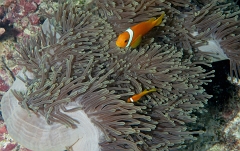 Velidhu - 2013_03_09 - IMG_0257rf_Poisson Clown des Maldives - Amphiprion Nigripe_House reef_pmt